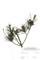 藏品(臺灣五葉松)的圖片